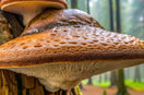 Phellinus Linteus : BLACK HOOF MUSHROOM