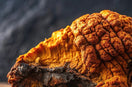 CHAGA MUSHROOM: A UNIQUE FUSION OF NATURE AND SCIENCE