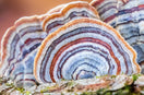 TURKEY TAIL: A NATURAL WONDER