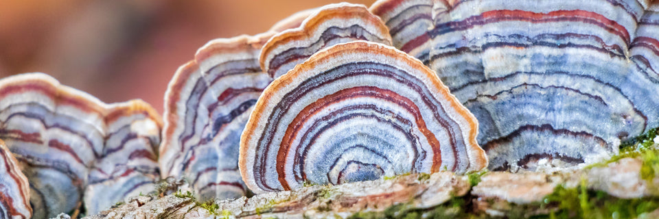 TURKEY TAIL: A NATURAL WONDER
