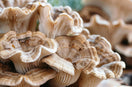 MAITAKE MUSHROOM - NATURAL WELLNESS AND VITALITY