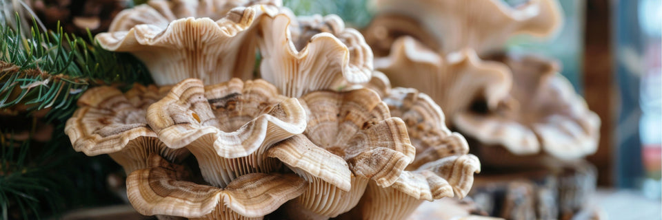 MAITAKE MUSHROOM - NATURAL WELLNESS AND VITALITY