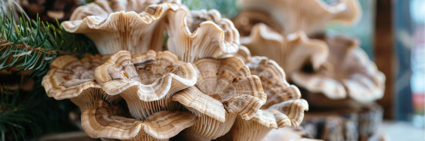 MAITAKE MUSHROOM - NATURAL WELLNESS AND VITALITY