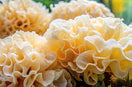 TREMELLA MUSHROOM: NATURE'S HYDRATING POWERHOUSE